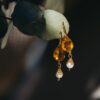 Pendientes Bia de Medici